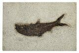 Detailed Fossil Fish (Knightia) - Wyoming #251869-1